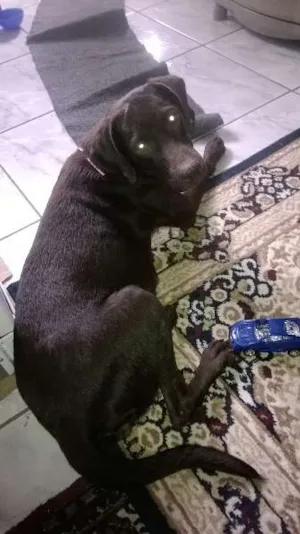 Cachorro raça SRD idade 7 a 11 meses nome Sandy