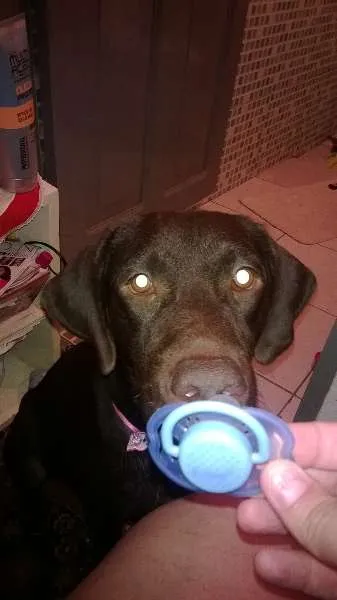 Cachorro raça SRD idade 7 a 11 meses nome Sandy