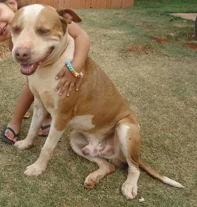 Cachorro ra a Pit-Bull idade 6 ou mais anos nome kauã