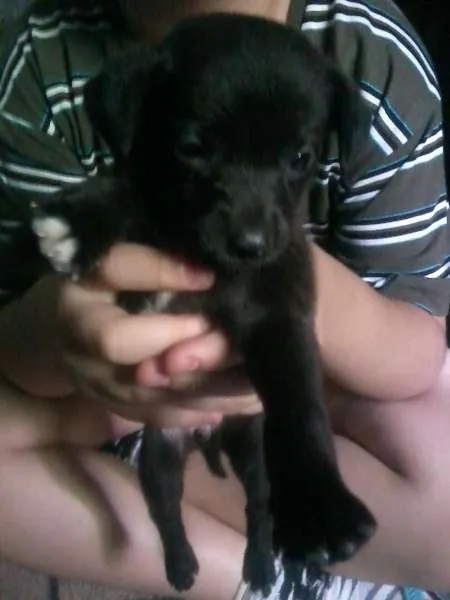 Cachorro ra a vira lata idade 2 a 6 meses nome não tem nome
