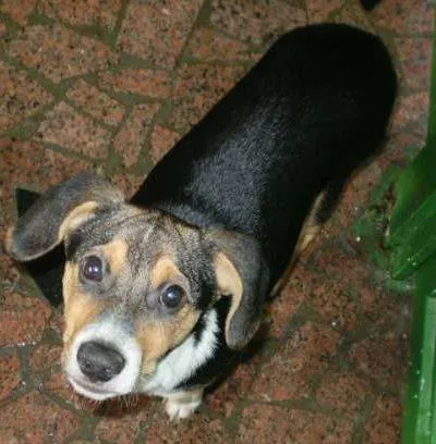 Cachorro ra a Vira lata idade 1 ano nome Marley