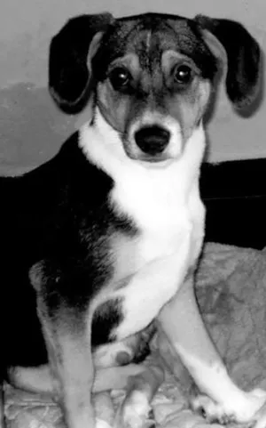 Cachorro raça Vira lata idade 1 ano nome Marley