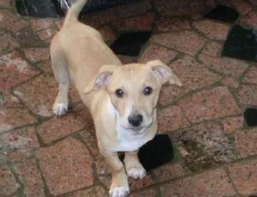 Cachorro ra a Vira lata idade 1 ano nome Scoby