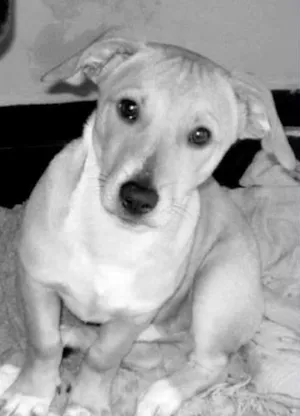Cachorro raça Vira lata idade 1 ano nome Scoby
