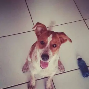 Cachorro raça viralata idade 2 anos nome Candy