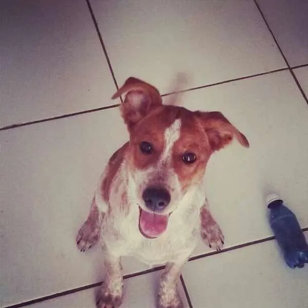 Cachorro ra a viralata idade 2 anos nome Candy