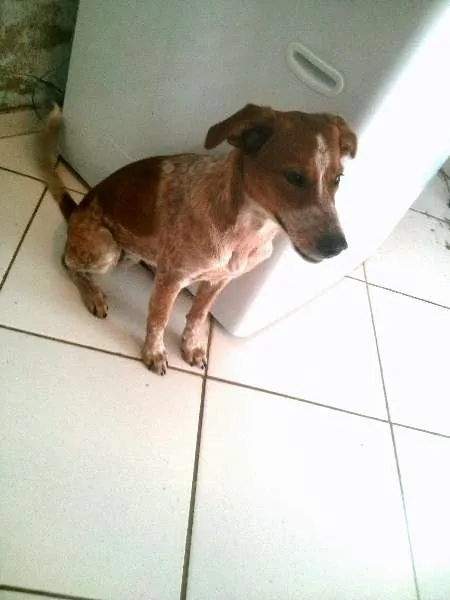 Cachorro ra a viralata idade 2 anos nome Candy