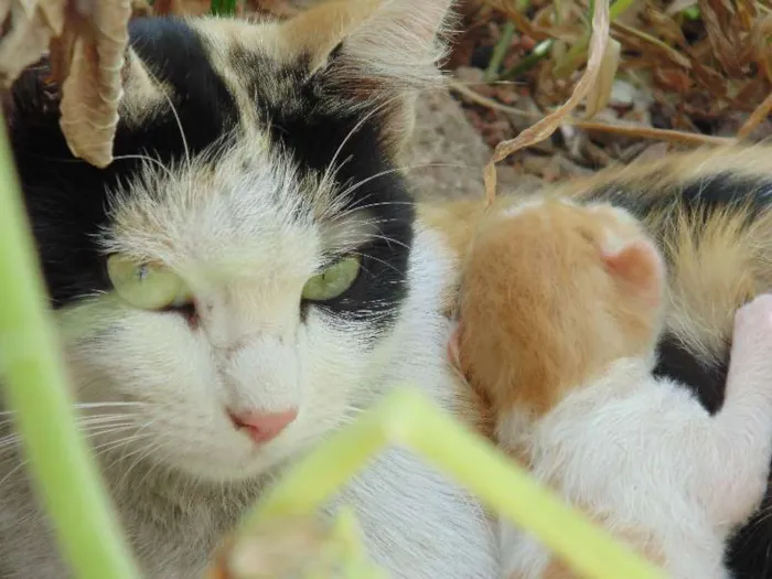 Gato raça  idade  nome sem nome