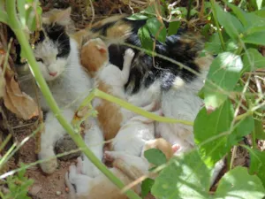 Gato raça  idade  nome sem nome