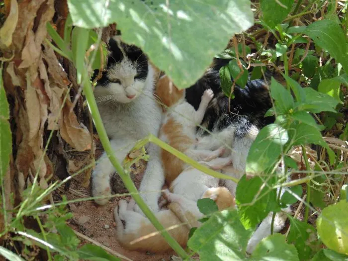 Gato raça  idade  nome sem nome