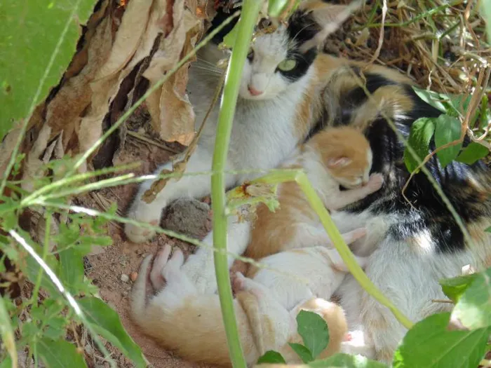 Gato raça  idade  nome sem nome