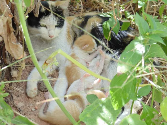 Gato raça  idade  nome sem nome