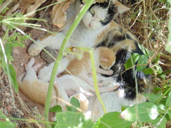 Gato raça  idade  nome sem nome