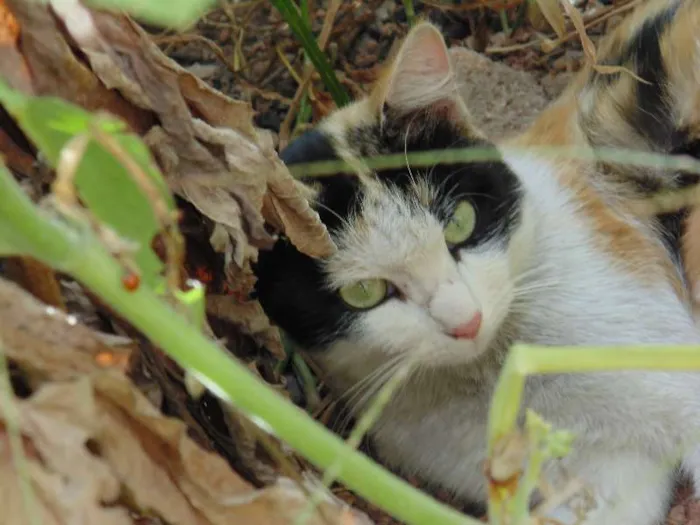 Gato raça  idade  nome sem nome