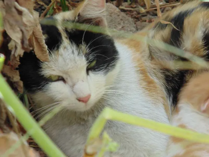 Gato raça  idade  nome sem nome
