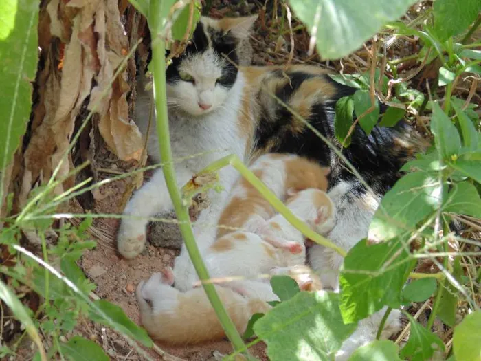 Gato raça  idade  nome sem nome