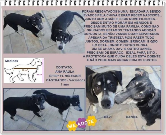 Cachorro raça SRD idade 7 a 11 meses nome RESGATADOS