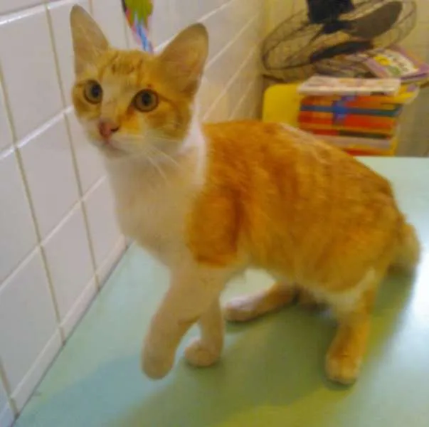 Gato ra a  idade 2 a 6 meses nome MEL