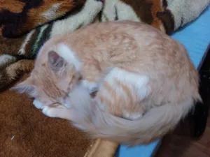 Gato raça  idade 2 a 6 meses nome MEL