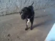 Neguinho