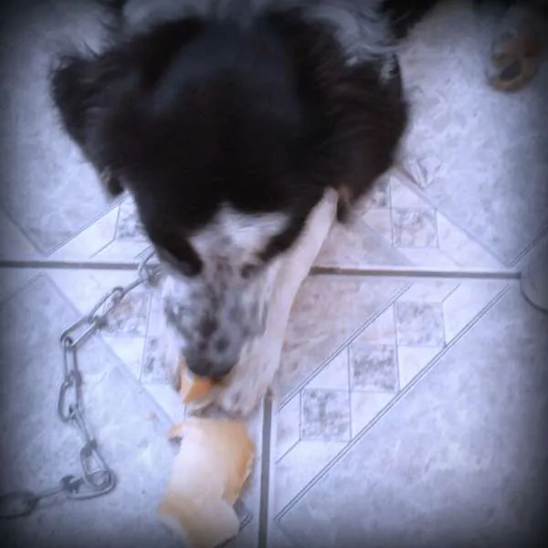 Cachorro ra a SRD idade 7 a 11 meses nome Timão