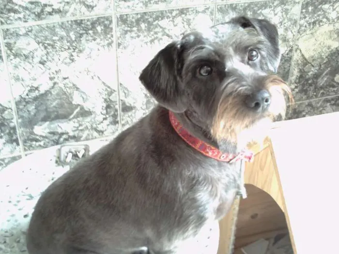 Cachorro ra a SRD idade 2 anos nome Linda