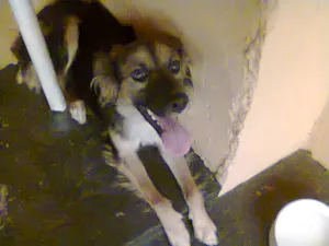 Cachorro raça indefinida idade 1 ano nome pingo