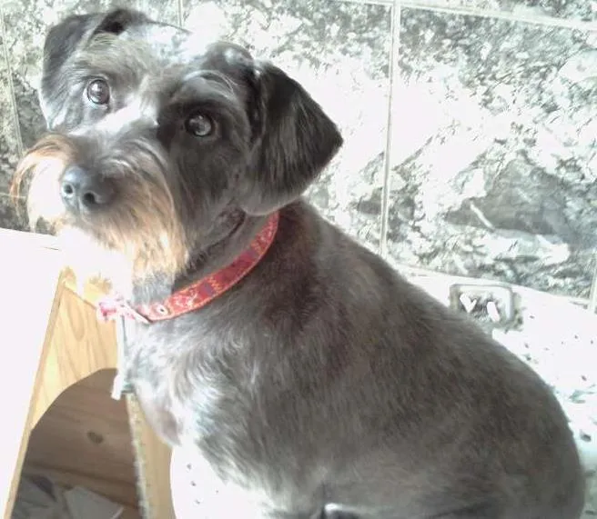 Cachorro ra a SRD idade 2 anos nome Linda