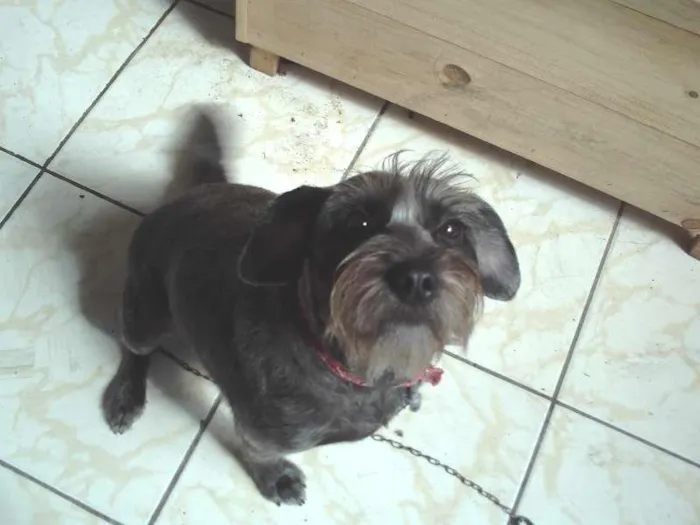 Cachorro ra a SRD idade 2 anos nome Linda