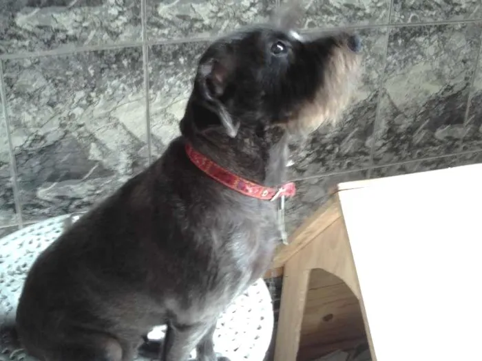 Cachorro ra a SRD idade 2 anos nome Linda