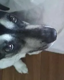 Cachorro ra a Vira-lata idade 2 anos nome Pudim