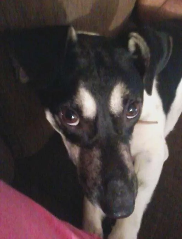 Cachorro ra a Vira-lata idade 2 anos nome Pudim