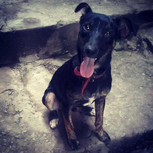 Cachorro ra a  idade 1 ano nome Nico 