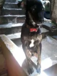 Nico 