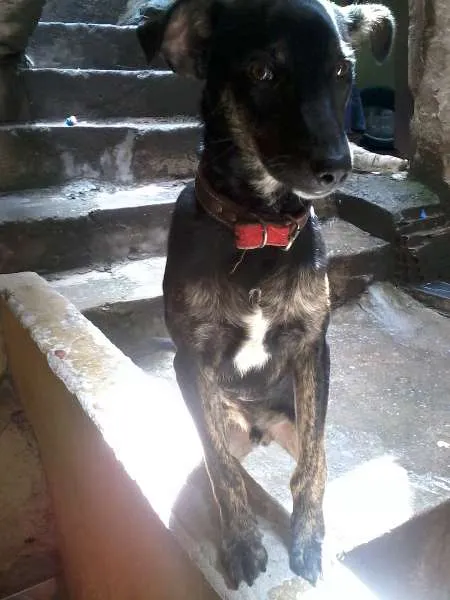 Cachorro ra a  idade 1 ano nome Nico 