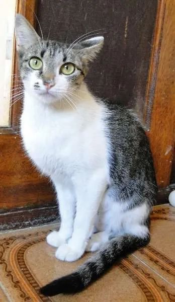 Gato ra a SRD idade 7 a 11 meses nome Donna