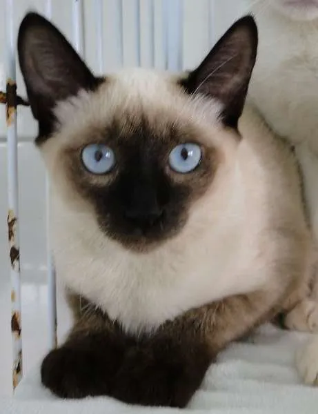Gato ra a Siamês idade 2 a 6 meses nome Rose