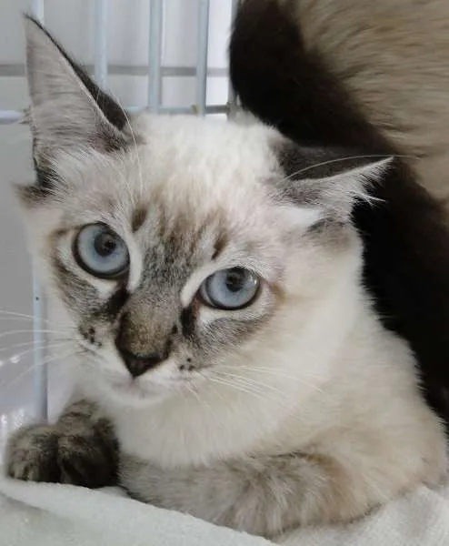 Gato ra a SRD idade 2 a 6 meses nome Juliete