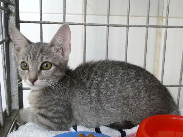 Gato ra a SRD idade 2 a 6 meses nome Jujuba
