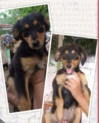 Cachorro ra a mestiça idade 2 a 6 meses nome shakira