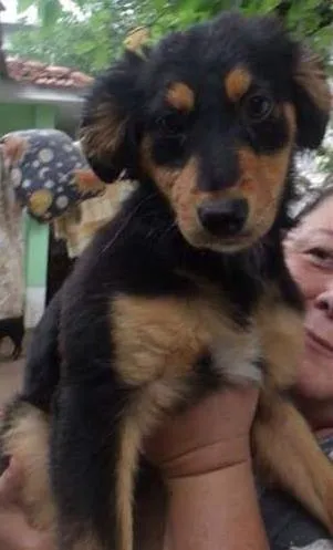 Cachorro ra a mestiça idade 2 a 6 meses nome shakira
