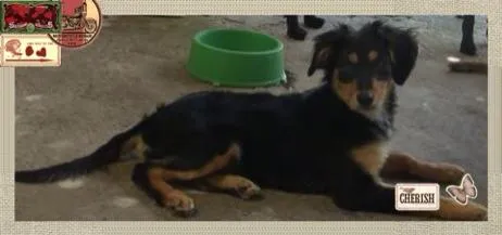 Cachorro ra a mestiça idade 2 a 6 meses nome shakira