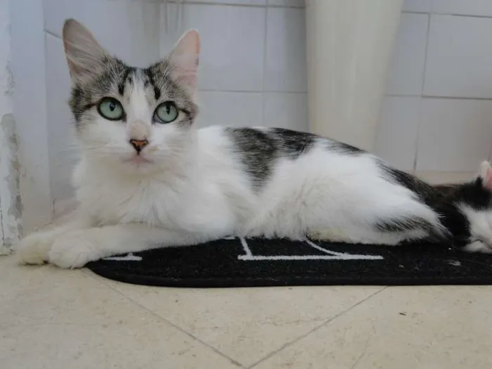 Gato ra a SRD idade 1 ano nome Lori