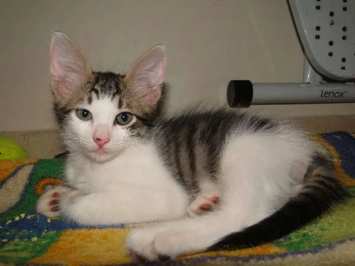 Gato ra a SRD idade 2 a 6 meses nome Dylan