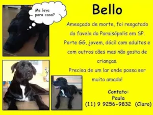 Cachorro raça SRD idade 1 ano nome Bello