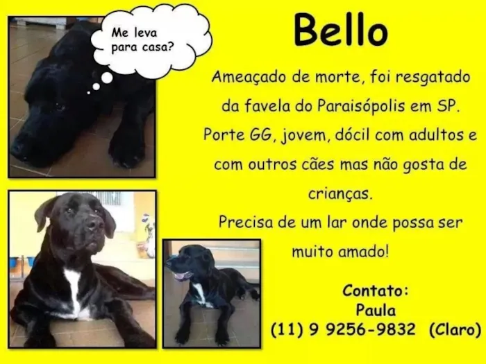 Cachorro ra a SRD idade 1 ano nome Bello
