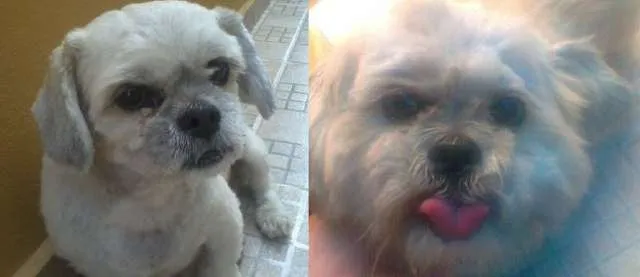 Cachorro ra a Shitzu idade 5 anos nome POPO