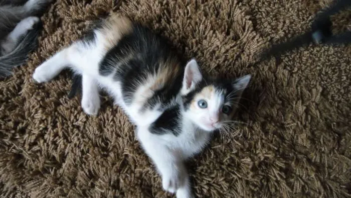 Gato ra a  idade 2 a 6 meses nome Filhote