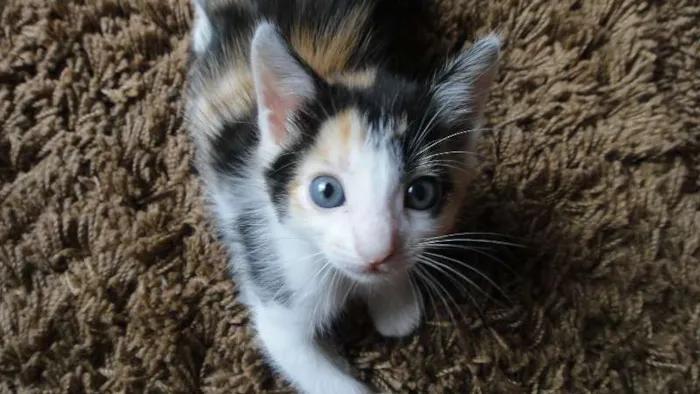 Gato ra a  idade 2 a 6 meses nome Filhote