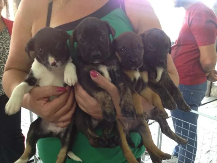 Cachorro ra a SRD idade 2 a 6 meses nome são bernardo